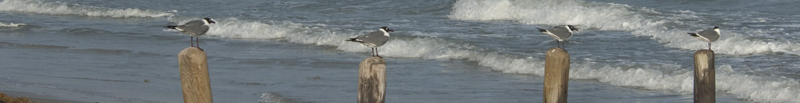 Bottom banner Restore The Texas Coast